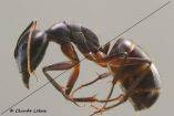 Camponotus fellah