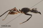 Dinomyrmex gigas