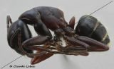 Camponotus herculeanus