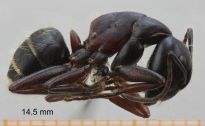 morphologie des fourmis
