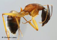 Camponotus sanctus