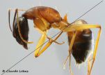 Camponotus sanctus