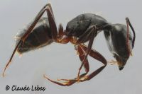 Camponotus barbaricus