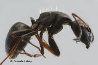 Camponotus samius