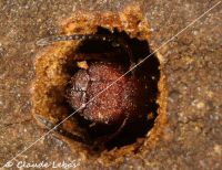 Soldat Colobopsis truncata gardant l‘entrée d‘un nid