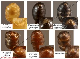 gastre Formicinae