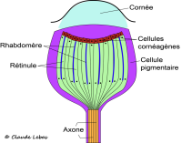 coupe d‘un ocelle