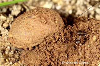 Microdon analis avec Lasius cinereus