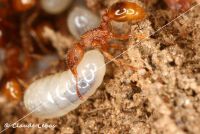 larve entretenue par une ouvrière fourmi