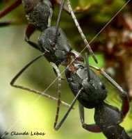 Trophallaxie_camponotus_cruentatus