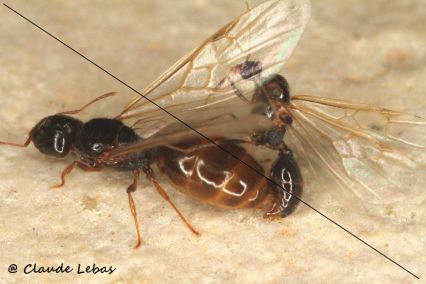 accouplement de pheidole pallidula