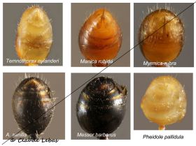 gastre Myrmicinae