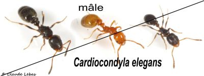 Cardiocondyla elegans