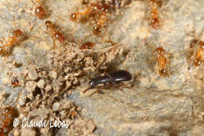 charançon avec Pheidole pallidula