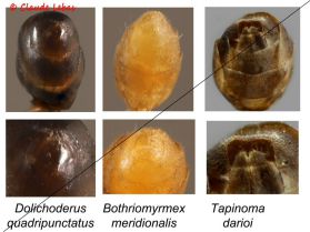 gastre Dolichoderinae