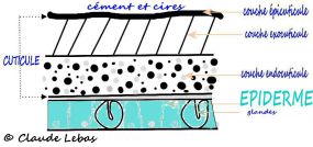 structure de la cuticule