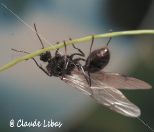 mâle Messor barbarus