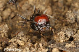 Messor barbarus en activité