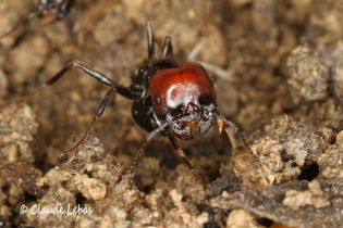 Messor barbarus au repos