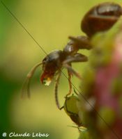 Lasius avec du miellat de pucerons