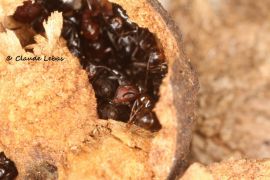 nidification des fourmis