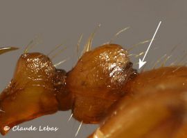 grattoir stridulatoire fourmi myrmica rubra