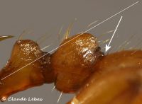 grattoir stridulatoire fourmi myrmica rubra