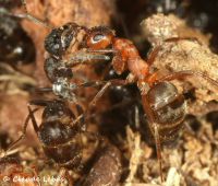 lechage entre deux fourmis