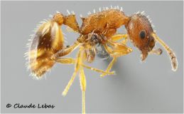 Temnothorax unifasciatus