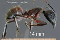 Camponotus cruentatus