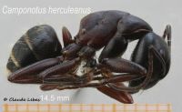 Camponotus herculeanus