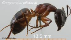 Camponotus pilicornis