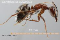 Camponotus sylvaticus