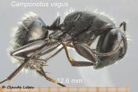 Camponotus vagus