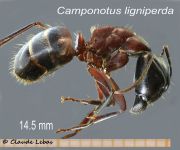 Camponotus ligniperda