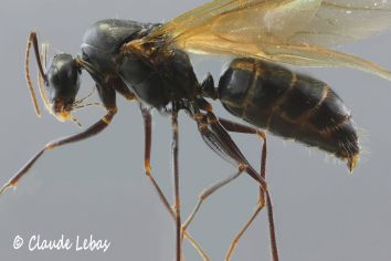 male_Camponotus_ligniperda