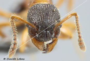 Myrmica sabuleti