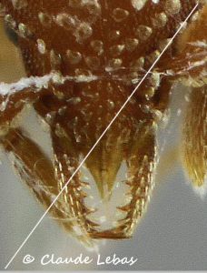 mandibules Strumygenis