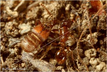 myrmecophilie Chrysomele et Strongylognathus