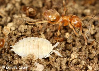 myrmecophilie avec Platyarthrus hoffmannseggii