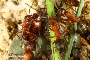 myrmecophilie avec lomechuse