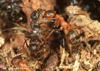 Formica sanguinea et Formica lemani