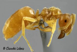 Lasius flavus