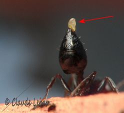 sécrétion de Crematogaster scutellaris