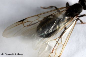 aioles reliées par les hamulis d‘une fourmi