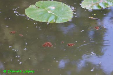 radeau de fourmis