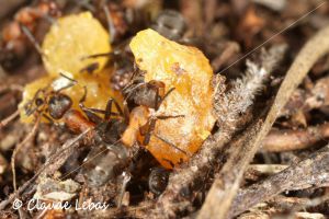 résine de pin pour soigner les fourmis