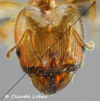 soldat Pheidole pallidula