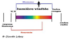 vision de l‘homme et des fourmis