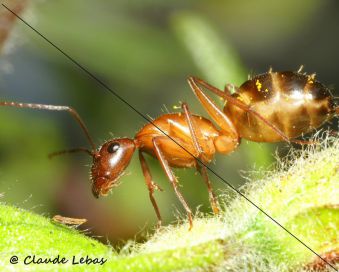 gastre de Camponotus